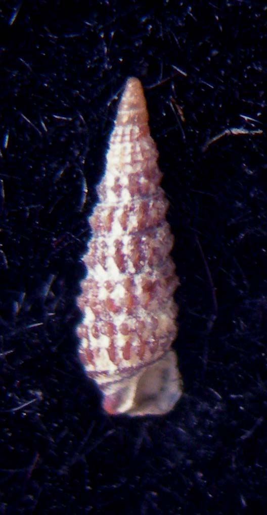 cerithiopsis